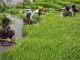طرح جدیدی برای نجات کشاورزان پاکستانی از خشکسالی