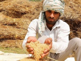 چرا ممنوع شدن صادرات گندم هند برای دنیا مهم است؟